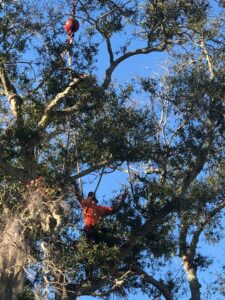 tree trimming in Tampa Fl