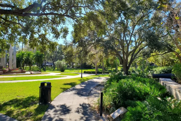 Tree removal in Tampa Fl