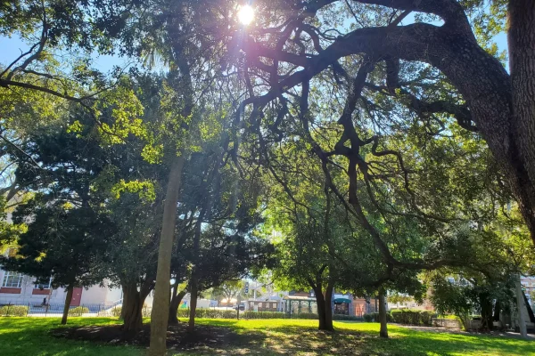 Tree trimming in Tampa Fl